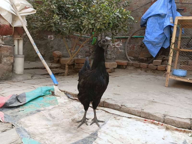 Ayam cemni egg laying pair for sale 7