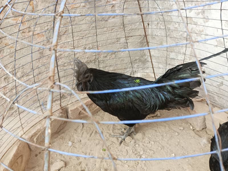 Ayam cemni egg laying pair for sale 9