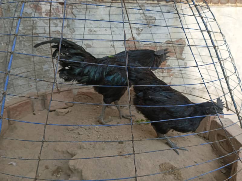 Ayam cemni egg laying pair for sale 10