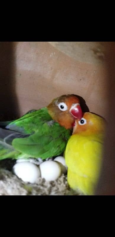 lovebirds Breder pair 1