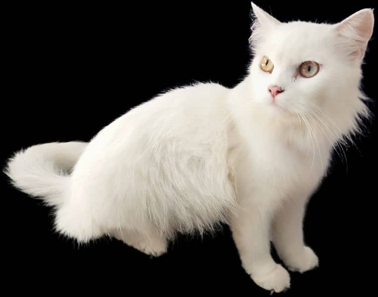 Persian female cat 0