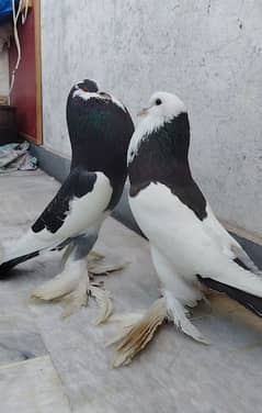 magpie breeder pair