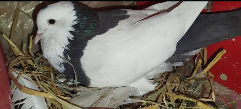 magpie breeder pair 1