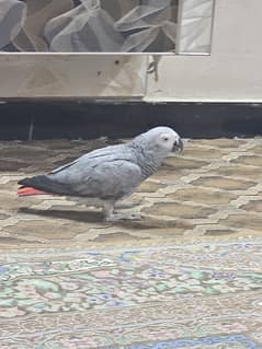 African gray parrot