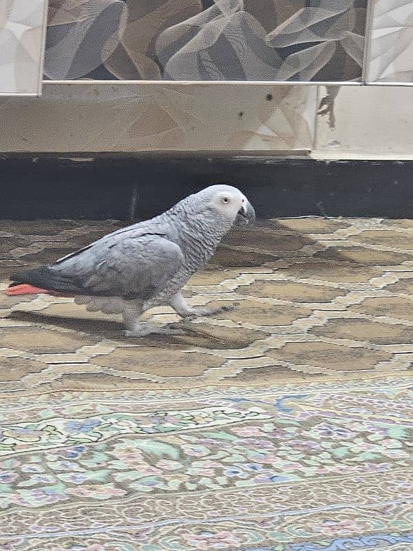 African gray parrot 1