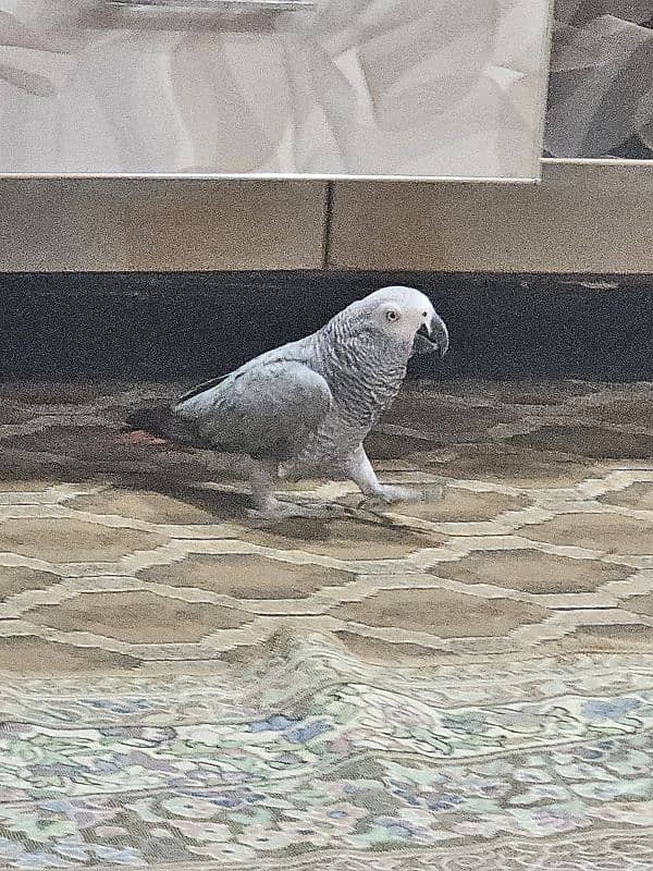 African gray parrot 2