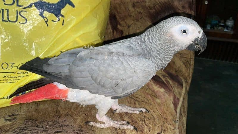 grey parrot 0