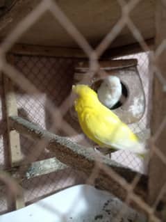 red eye budgies pair