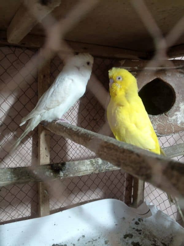 red eye budgies pair 2