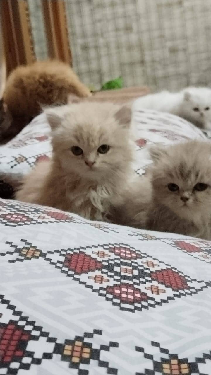 Persian kittens 4