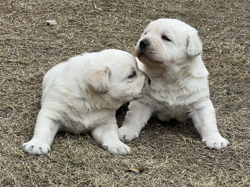 Labrador pedigree show class 03014615555 0