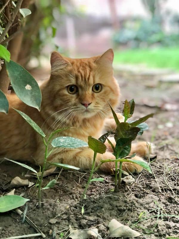 Ginger Persian Male 0