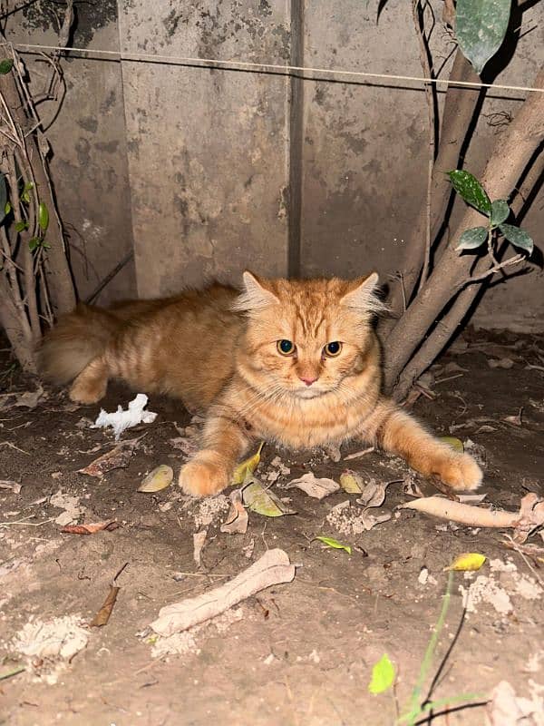 Ginger Persian Male 1