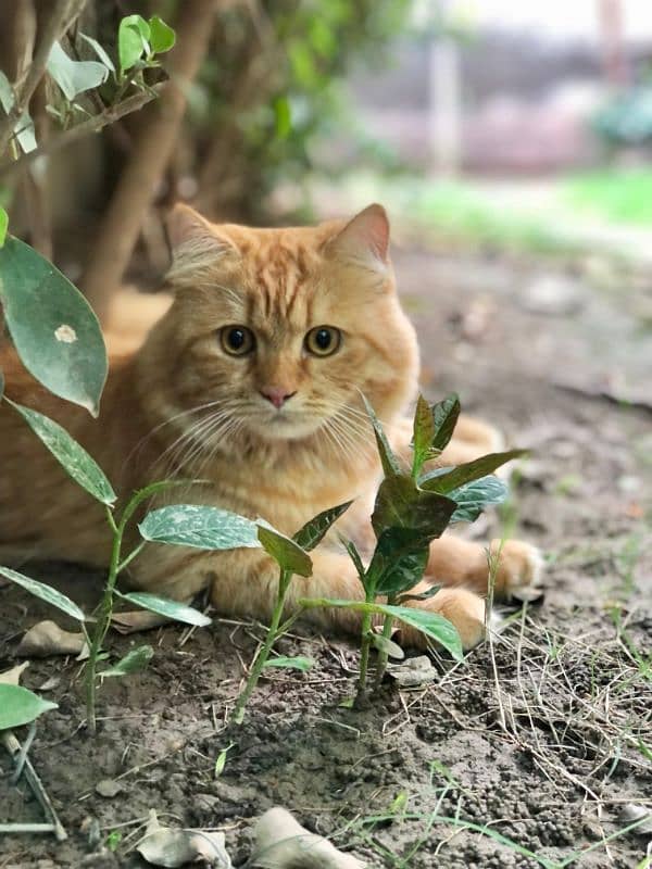 Ginger Persian Male 2