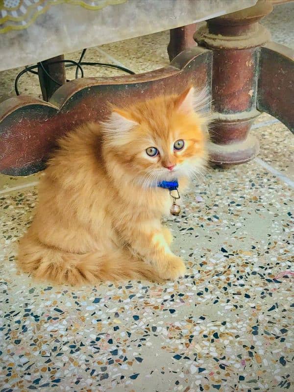 Ginger Persian Male 3