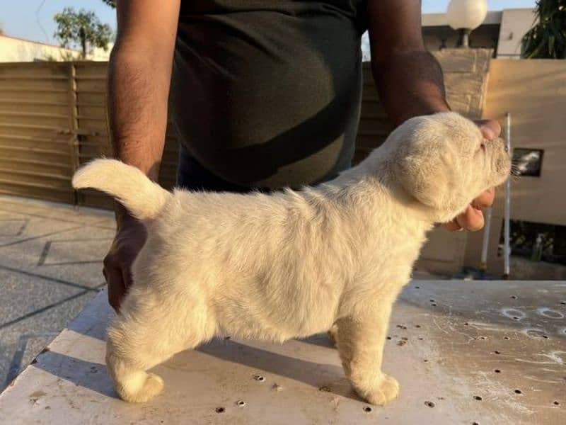 Labrador pedigree microchip puppy 03014615555 0