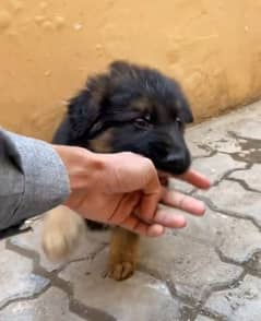 Top quality  German Shepherd puppy  for sale WhatsApp 03287625932