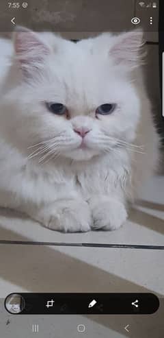 Triple Coated Persian Male