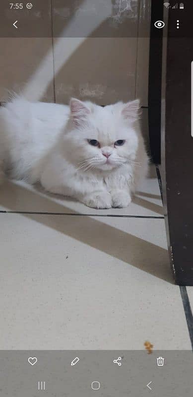 Triple Coated Persian Male 1