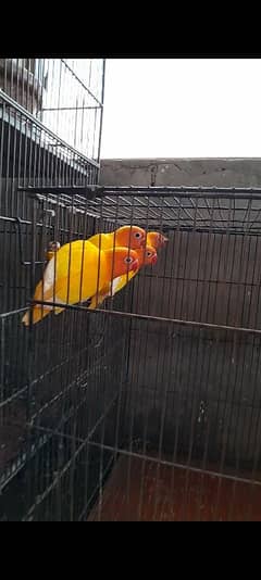 birds pair for sale