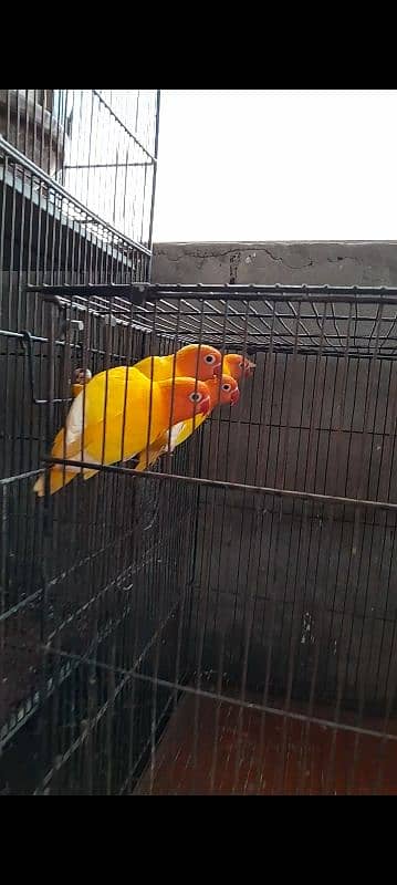 birds pair for sale 0