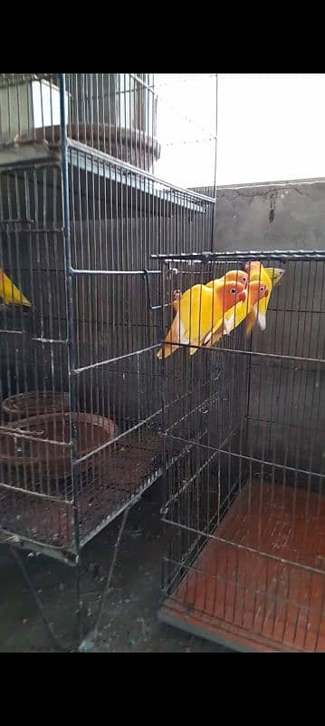 birds pair for sale 1