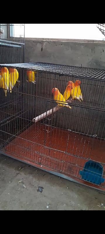 birds pair for sale 2