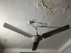 Celling Fans