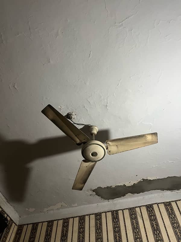 Celling Fans 1