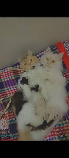 Persian Cats pair 9 months