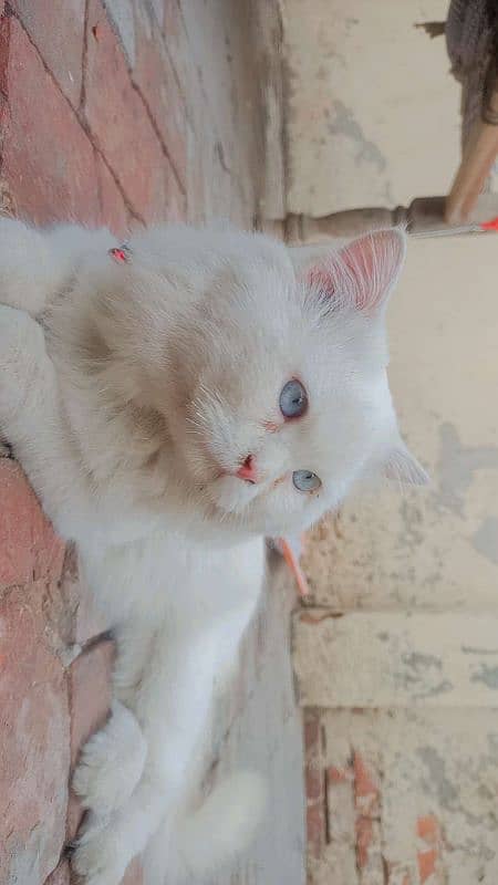 Malaysian Cat Male Blue eyes original white 0