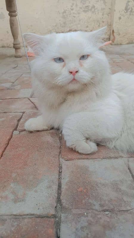 Malaysian Cat Male Blue eyes original white 1