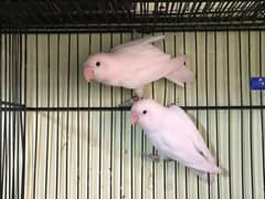 Lutino percenata Siplit blue possible blue 2 and albino pair available