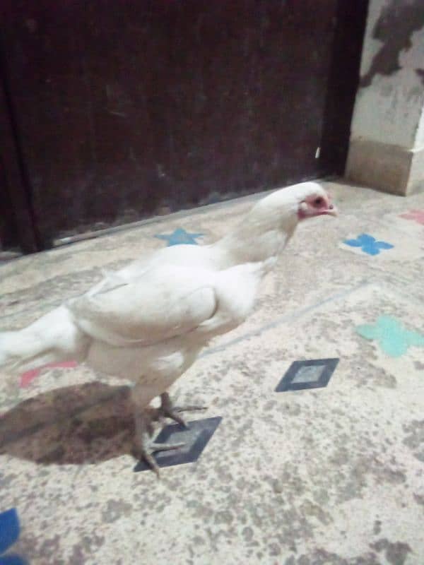 white Aseel murgi for sale 1