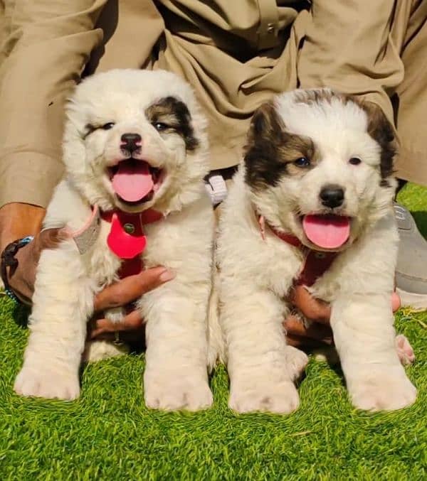 afghan kuchi puppies available for sale 0