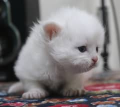 Triple coated kitten Persian ,white color, colored eyes