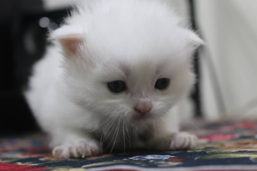 Triple coated kitten Persian ,white color, colored eyes 1