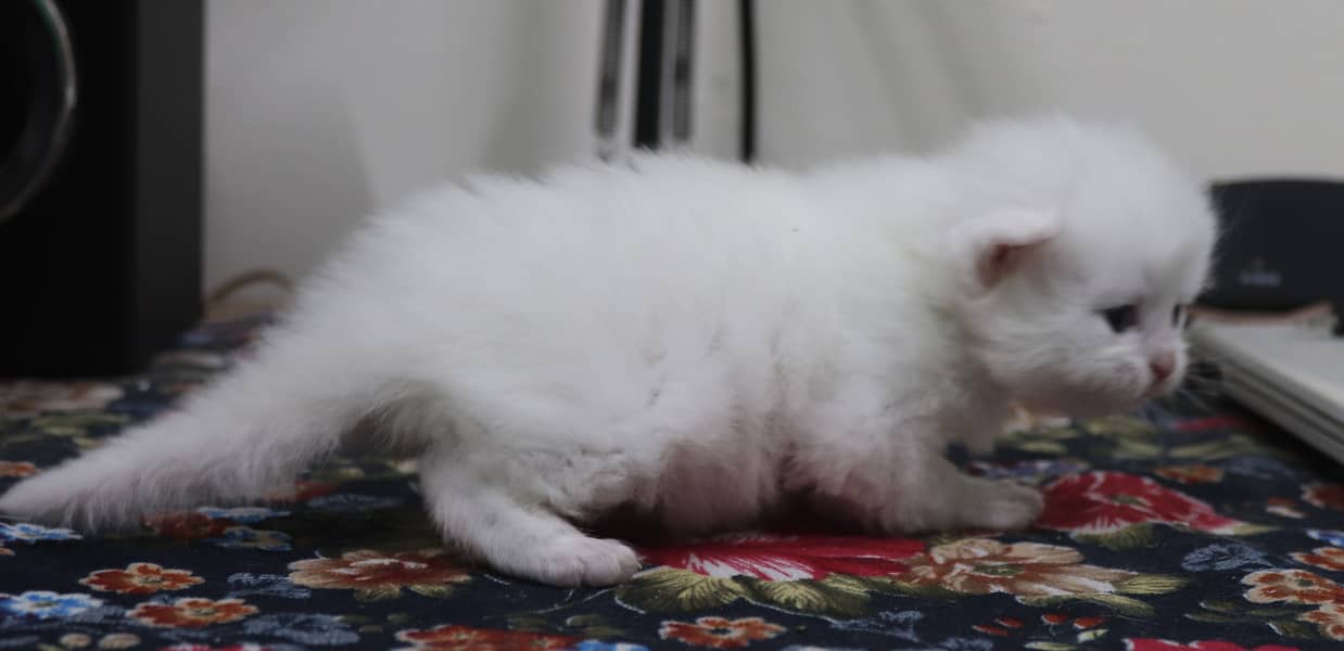 Triple coated kitten Persian ,white color, colored eyes 3