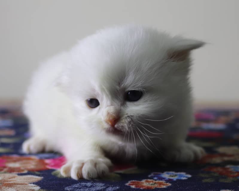 Triple coated kitten Persian ,white color, colored eyes 4