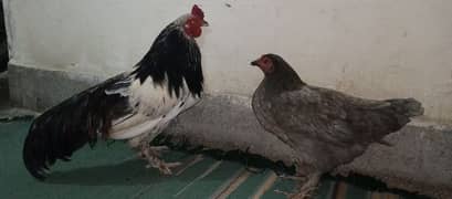 hen