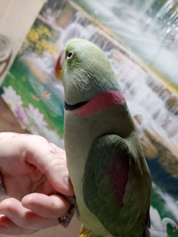 raw parrot talking 2