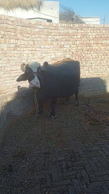 balli buffalo 1