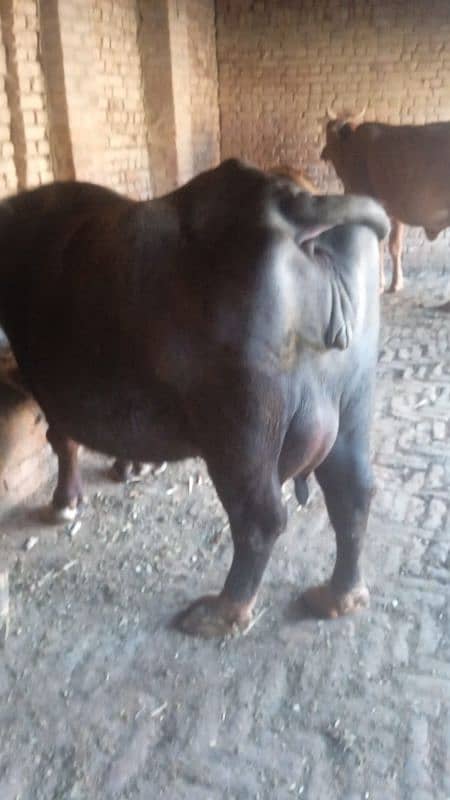 balli buffalo 2