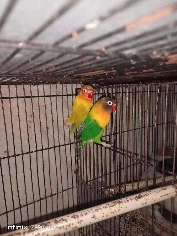 love birds 5