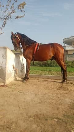 Health and active Hores For sale