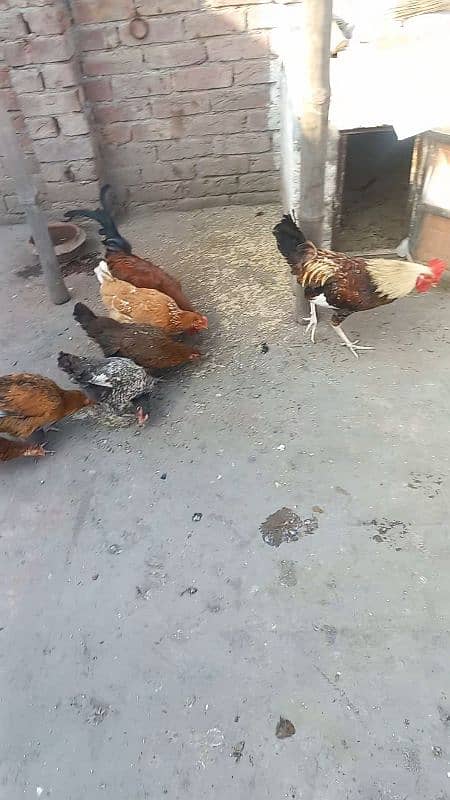 5 desi murgiya or 2 desi murge for sale 03124972390 argent for sale 0