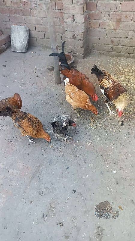 5 desi murgiya or 2 desi murge for sale 03124972390 argent for sale 1