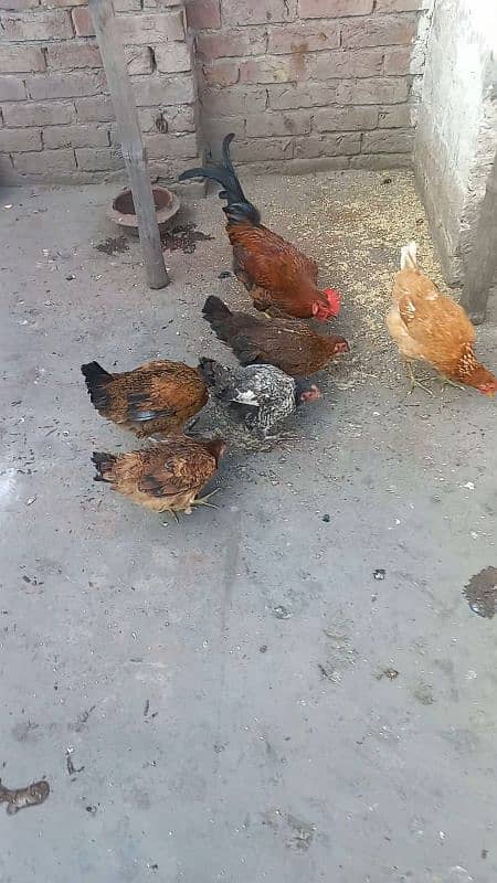 5 desi murgiya or 2 desi murge for sale 03124972390 argent for sale 2