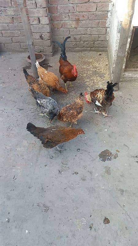 5 desi murgiya or 2 desi murge for sale 03124972390 argent for sale 5