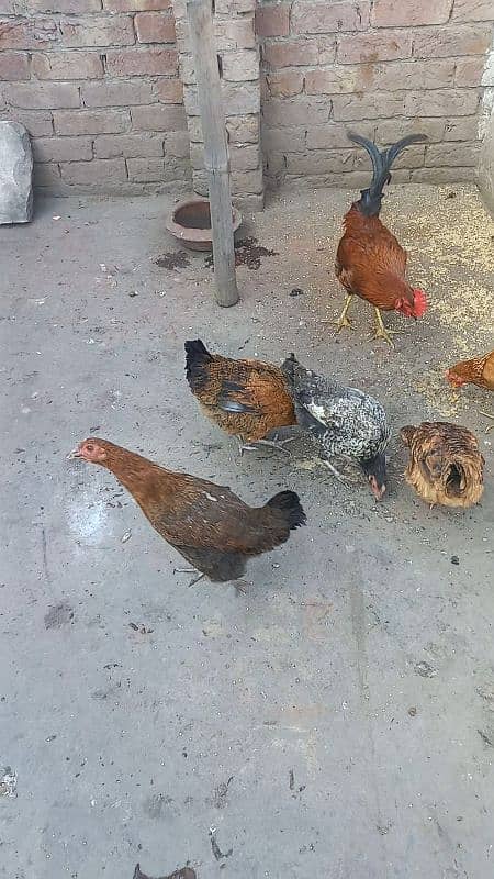 5 desi murgiya or 2 desi murge for sale 03124972390 argent for sale 6